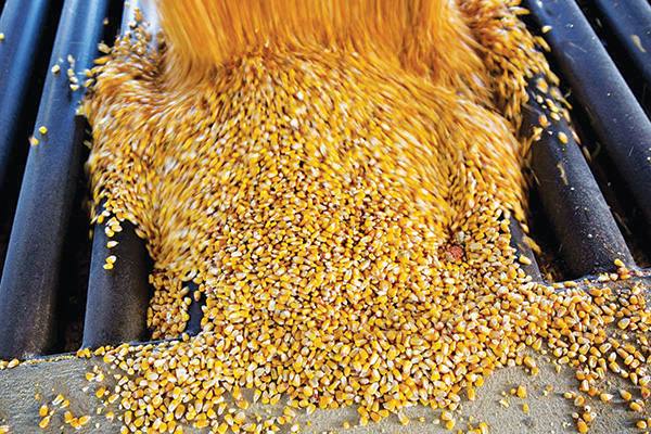 Corn clash pops up as US, Brazil farmers face off - The Gulf Time Newspaper