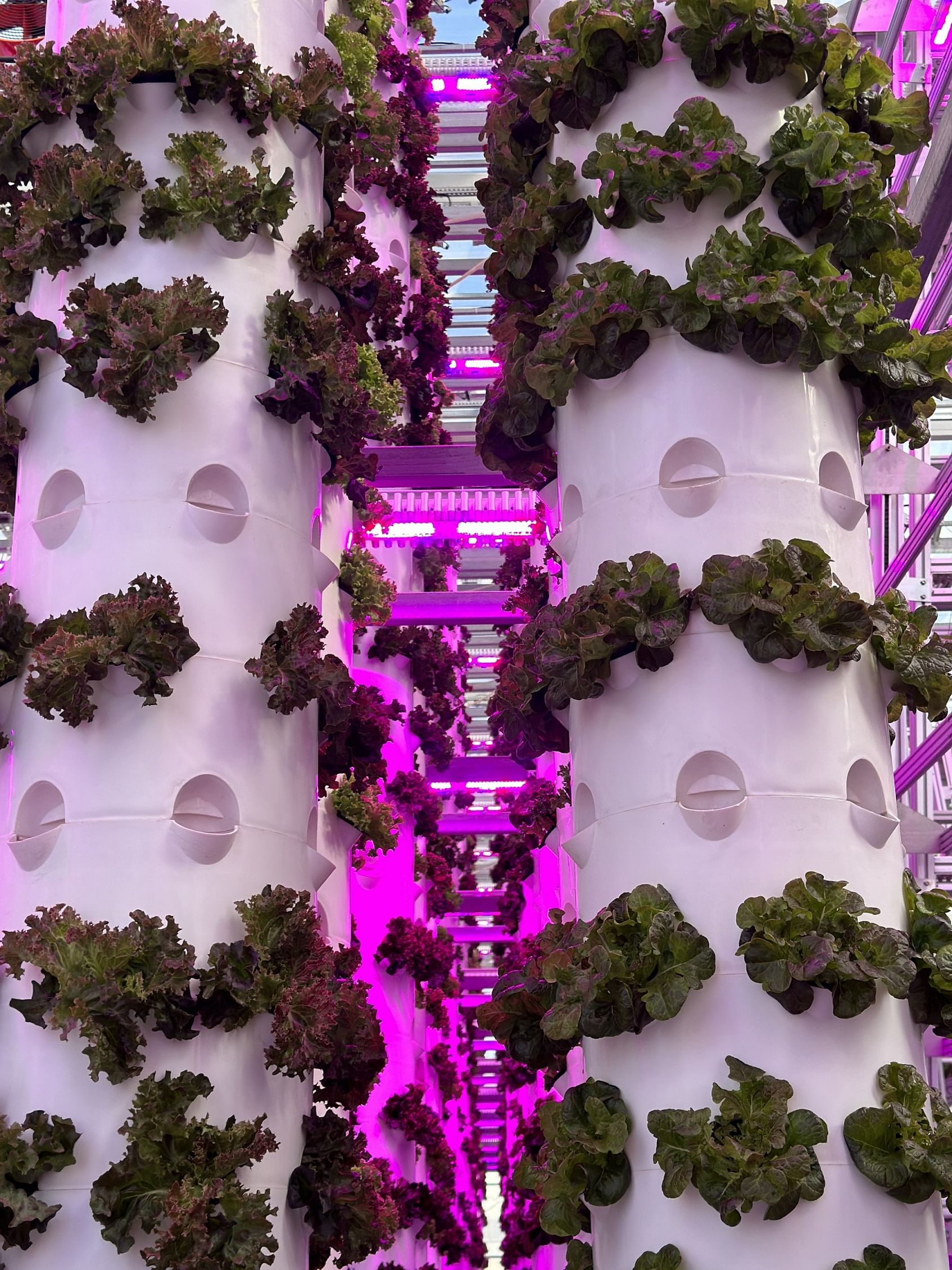 sokovo-inaugurates-vertical-farm-at-dubai-industrial-city-to-bolster