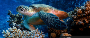 Abu Dhabi Environmental Agency releases 214 rehabilitated turtles into their natural habitat.