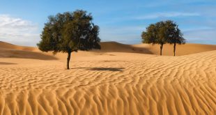 EAD, ICBA complete UAE’s 1st Ghaf tree population genomics study