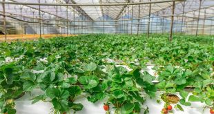 UAE FoodTech Challenge supports global innovation