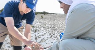 ADNOC surpasses halfway point toward planting 10 million mangroves by 2030