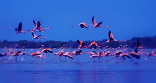 Modern attractions, heritage sites orchestrate Ajman’s tourism appeal