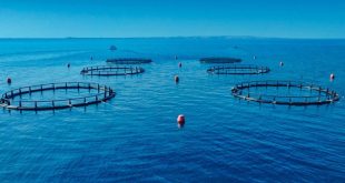 Abu Dhabi achieves historic milestone as Sustainable Fisheries Index reaches 100%