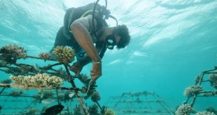 C Resorts Strengthens Its Sustainability Commitment with Green Globe Certification for C Rodrigues Mourouk and Recertification of C Mauritius Palmar