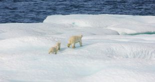 UAE joins Svalbard Treaty in Norway to support Arctic Research & Cooperation