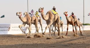 ‘Wathba 2026’ to witness 192 races