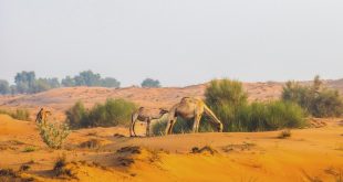 Environment Agency – Abu Dhabi announces emirate’s 2026 grazing season to run exceptionally  from 22 April until 15 October