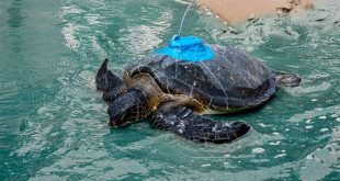 Fujairah Environment Authority (FEA) Releases Rehabilitated Sea Turtles into the Indian Ocean at Naäma Beach Villas & Spa to Monitors Behaviour & Migratory Patterns