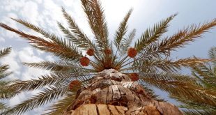 Abu Dhabi Heritage Authority launches new date palm varieties inventory