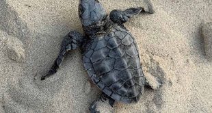 EAD records first olive ridley turtle nest in emirate