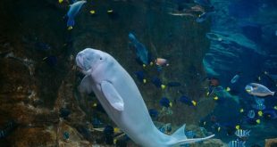 Yas SeaWorld centre welcomes participants to ‘One Ocean Run: Mission Dugong’